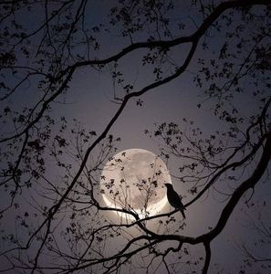 Meet your Posher, Rhea